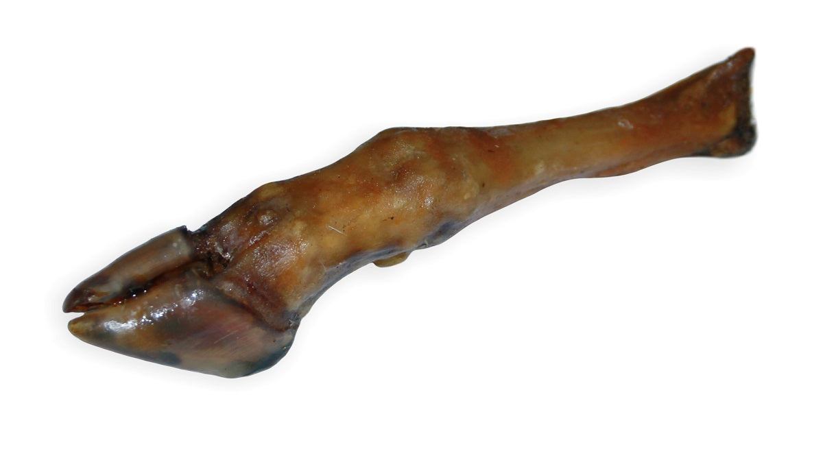 Naturalna brązowa racica barania, bezglutenowy gryzak wspierający higienę zębów psa