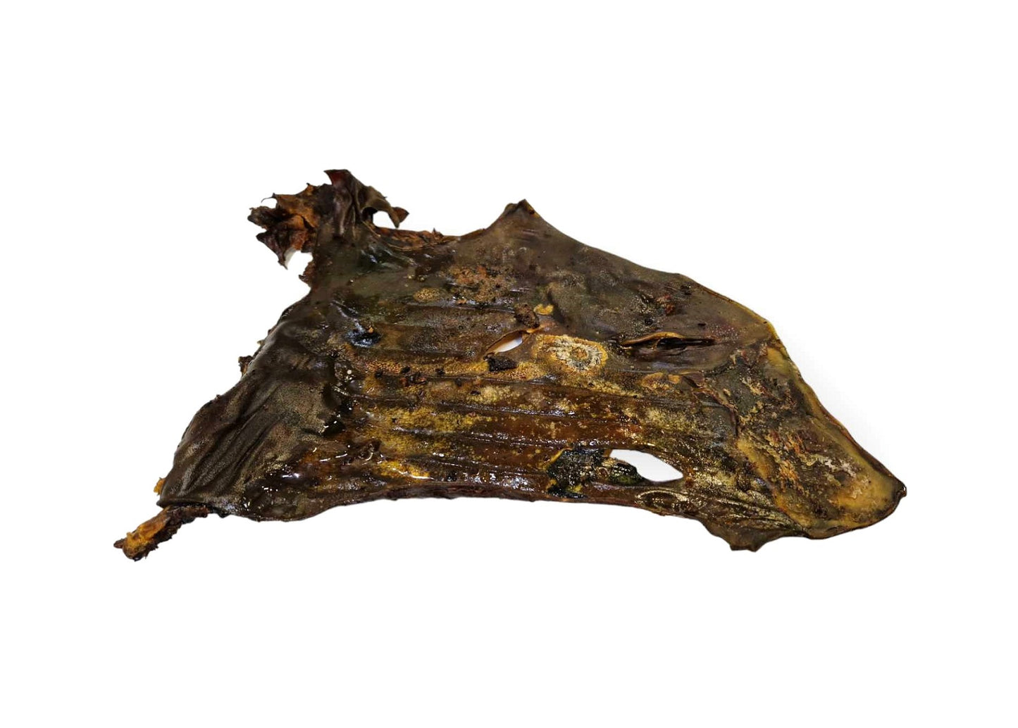 GROW Skóra końska płaty